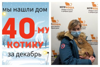 Котик Ролекс встретил заботливую хозяйку!