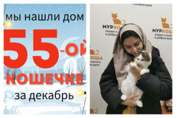 Кошечка Шантель стала домашней любимицей!