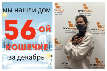 У кошечки Дюймы появились дом и семья!