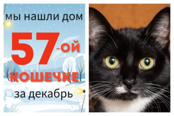 Кошечка Варюшка стала домашней всего за две недели!