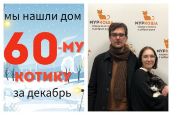 Милый котенок Утипусик теперь домашний!