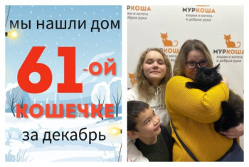 Уезжает в новый дом кошечка Амурья!