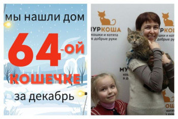 Кошечка Семечка стала домашней любимицей!