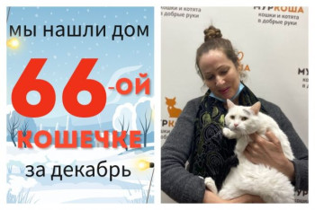 Кошечка Матиша отправилась в счастливую домашнюю жизнь!