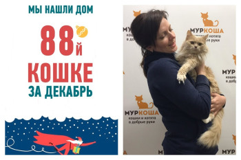 Уезжает в новый дом годовалая кошка Ханя!