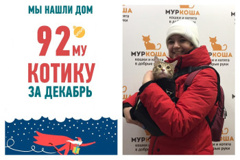 Счастливая история обретения дома восьмимесячным котиком Эклером!