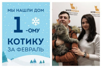 Первым в феврале уезжает в новый дом кот Бульон!