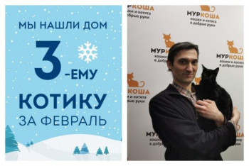 Котик Чуп стал домашним всего за десять дней!