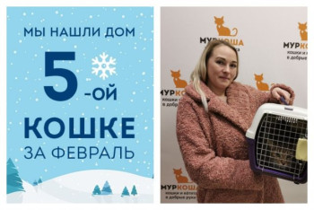 У кошки Бразилии, пережившей ад минской усыпалки, появилась любящая хозяйка!