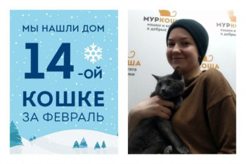 У кошки Гречки появилась ответственная хозяйка!