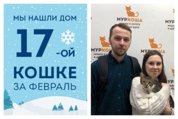У общительной кошки Меренги появилась любящая семья!