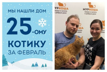Уезжает в новый дом котик Лужок!