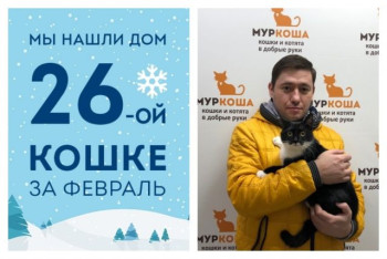 У кошки Инь-Янь появился ответственный хозяин!