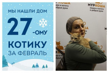 Котенок Лотус стал домашним любимцем!