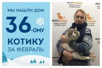 Уезжает в новый дом котик Люмьер!
