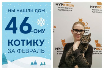 Уезжает домой сэнсэй приюта – котик Урсик!