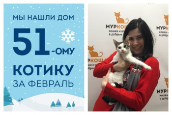 Котик Сомик встретил свою любимую хозяйку!