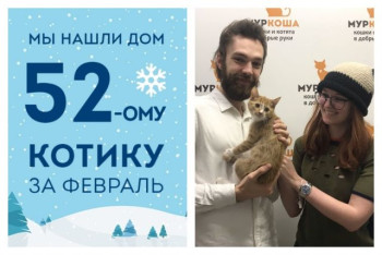 Уезжает в новый дом котик Андрюша — звезда прямых эфиров!