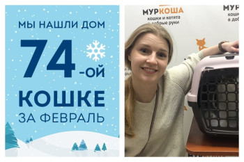 Четырехлетняя кошка Тринидад уезжает в новую жизнь!