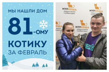 Мы смогли найти дом котенку Плюсику всего за три недели!