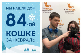 Второй шанс на домашнее счастье получила кошечка Шакти!