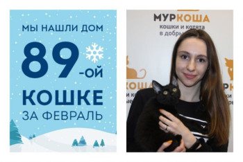Кошечка Гренка встретила любимую хозяйку!
