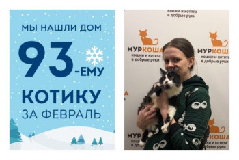 Семимесячный котик Бенефис уезжает в счастливое домашнее детство!