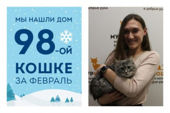 Мы помогли уличной кошке Хайди стать домашней любимицей!