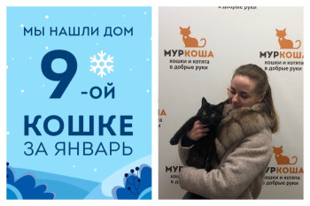 Пятимесячная Шаде, найденная на дачах, стала домашней!