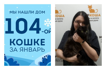 У двухлетней кошки Климы появилась любящая хозяйка!