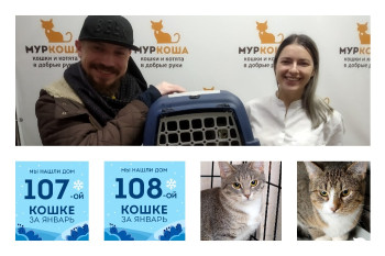 Ура! Кошки Душка и Кроша уезжают в новый дом вместе!