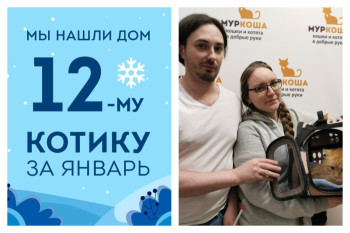 Двухлетний кот Хвостик снова стал домашним!