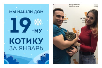 Мы помогли котику Брысю снова стать домашним!