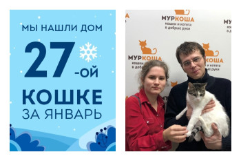 Уличная кошка Маковка стала домашней любимицей!