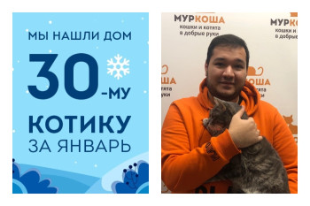 Крутые виражи на пути к счастью котика Соломоши!
