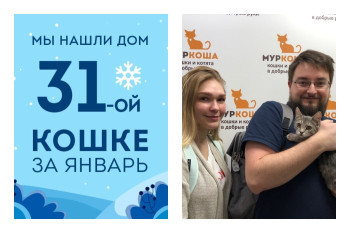 История обретения дома кошечкой Шапочкой!