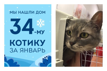 Трехлетний кот Меченый нашел дом всего за полтора месяца!