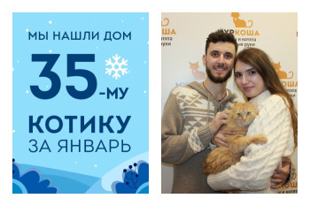 У котенка Финтуса появилась новая семья!