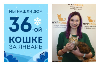 Провожаем домой двухлетнюю кошку Масюню!