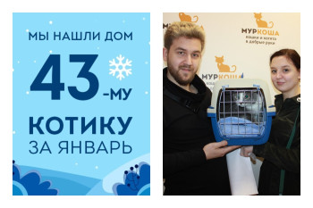 Старожил приюта, котик Титан, наконец стал домашним!