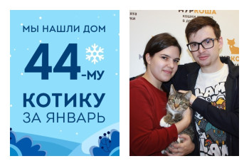 Котенок Месик, выпавший из окна, нашел новый дом!