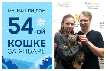 Провожаем домой восьмимесячного котенка Амею!