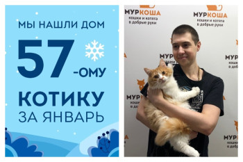 Счастливая история обретения дома годовалым котиком Яником!