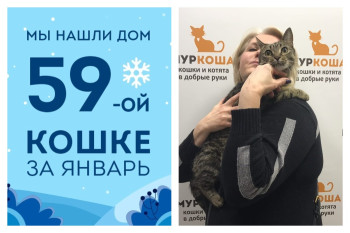 Уезжает в новый дом кошка Иветта!