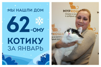 Новая домашняя жизнь начинается и у котика Миши!