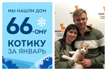 Котик Ганс, преданный людьми, снова стал домашним!