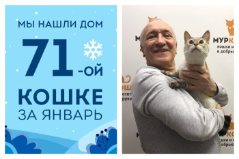 Спустя два месяца в приюте кошка Тасечка снова стала домашней!