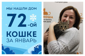 Уличная кошечка Шпрота стала домашней любимицей!