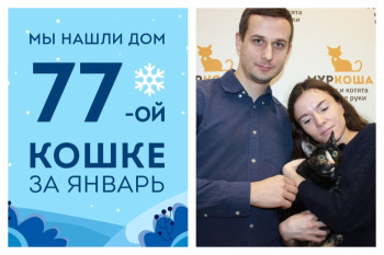 Провожаем домой кошечку Брынзу, найденную на киностудии!