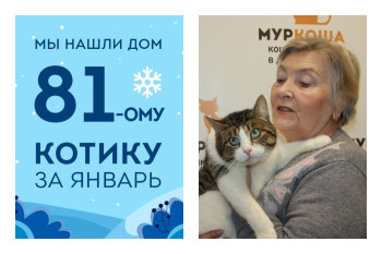 Кот Степаня встретил хозяйку спустя два месяца в приюте!